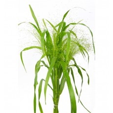Panicum Fountain 
