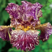 Bearded Iris Bewilder beast Vanderfax
