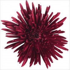 Chrysanthemum - Burgundy 