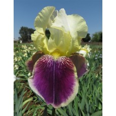  Iris Rafy 
