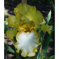Bearded Iris Dixie Desert 
