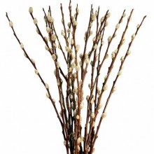 Pussy Willow 100CM