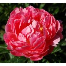 Peony - Coral Sunset 60cm