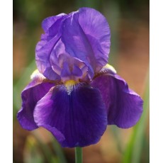 Bearded Iris Lent-A-Williamson