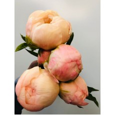 Peony - Kingsday Peach 55cm