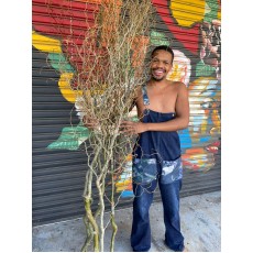 Willow 1.5 - 2 meters  
