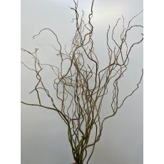 Willow 40 - 60cm 