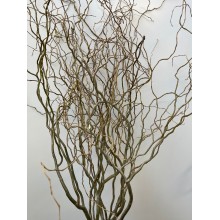 Willow 60 -100cm  