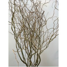 Willow 60 -100cm  