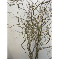 Willow 2 - 2.5 meters  
