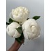 Peony Duchesse De Nemours (Seasonal) Peony Duchesse De Nemours (Seasonal)