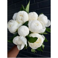 Peony Duchesse De Nemours (Seasonal) Peony Duchesse De Nemours (Seasonal)