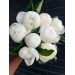 Peony Duchesse De Nemours (Seasonal)