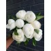 Peony Duchesse De Nemours (Seasonal) Peony Duchesse De Nemours (Seasonal)