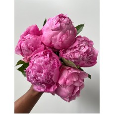 Peony - Monsier Jules Elie