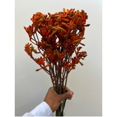 Anigozanthos Orange - Kangaroo Paw 