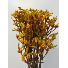 Anigozanthos Yellow - Kangaroo Paw 