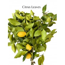 Citrus Leaves
