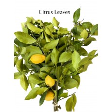 Citrus Leaves