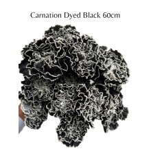 Carnation - Dyed Black