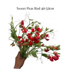 Lathyrus (Sweet Pea ) Red