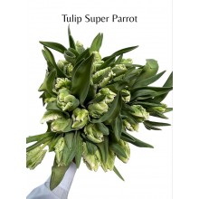 Tulip - (pa) Super Parrot 41cm