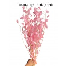 Lunaria Pale/Light Pink 