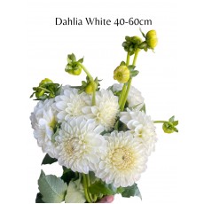 Dahlia White 40 - 60cm