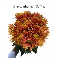 Chrysanthemum Saffina 