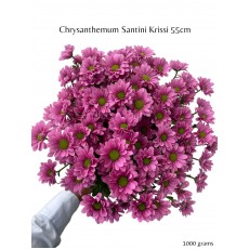 Chrysanthemum Kissy
