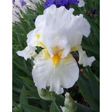 Bearded Iris White Lighting 