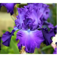 Bearded Iris Highrose Blues 