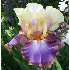 Bearded Iris Panama Hattie 