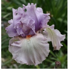 Bearded Iris Lullaby Spring 
