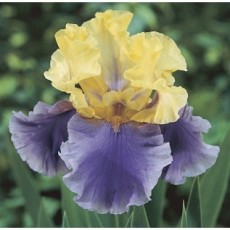 Bearded Iris Floral Act Bearded Iris Floral Act
