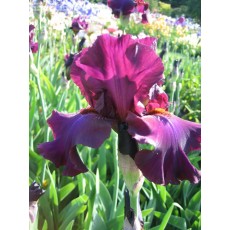 Bearded Iris Hot Spiced Wine 