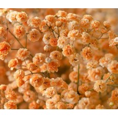 Gypsophila - Orange 