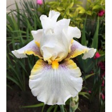 Bearded Iris Goldkist