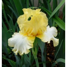Bearded Iris Sunray Reflection