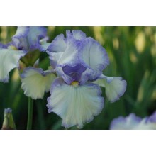 Bearded Iris Silver Plumes 