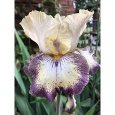 Bearded Iris Ominous Stranger 