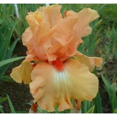 Bearded Iris Island Sunset 