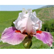 Bearded Iris Chinese Treasure 