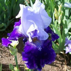 Bearded Iris Skylab 