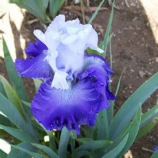Bearded Iris Mystique