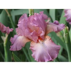 Bearded Iris Rene 