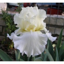 Bearded Iris Whitey