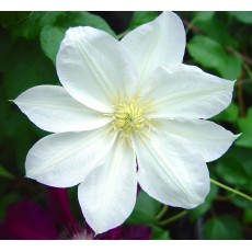Lanugonosa Flower 