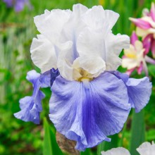 Bearded Iris Stairway to Heaven 