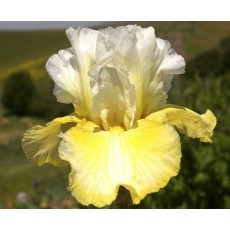 Bearded Iris Melted Butter